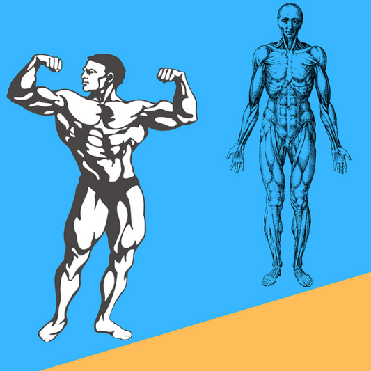 Skeletal muscle remodeling in response to eccentric vs. concentric loading: morphological, molecular, and metabolic adaptations